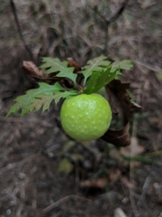 Amphibolips confluenta