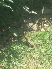 Leiocephalus psammodromus