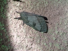 Syssphinx heiligbrodti