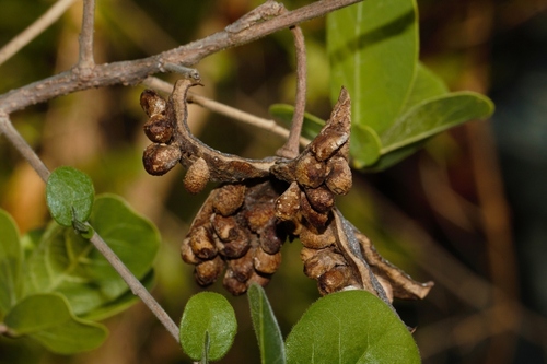 Northern african dog-rose (Xylotheca tettensis)