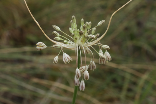 Allium marginatum (Allium marginatum)