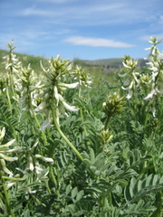 Astragalus drummondii