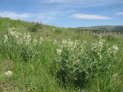 Astragalus drummondii
