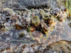 Amphibalanus variegatus