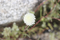 Chaenactis fremontii