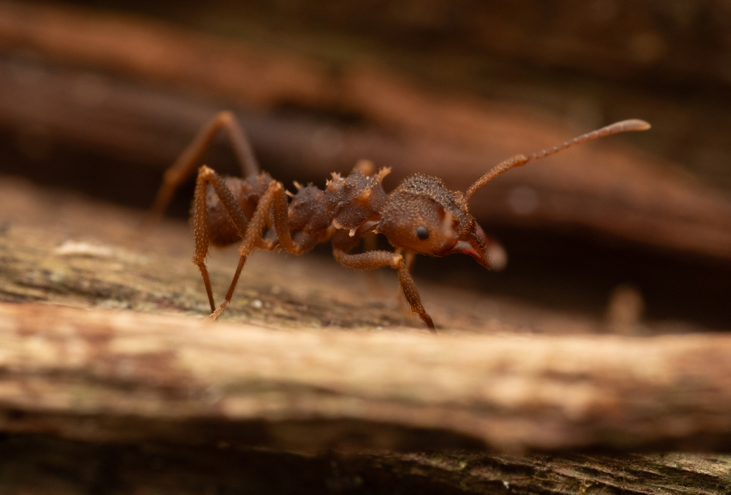 Paratrachymyrmex diversus