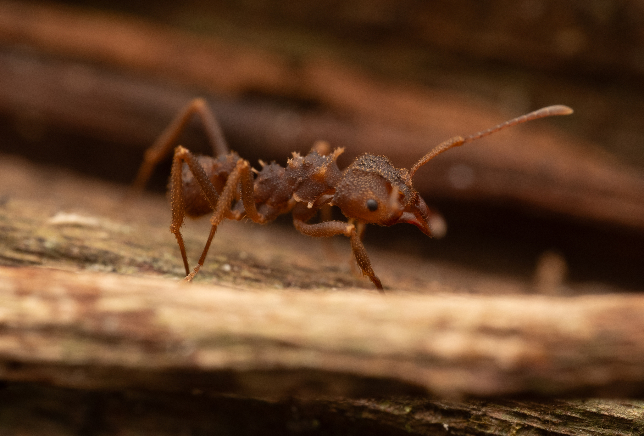 Paratrachymyrmex diversus