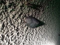 Syssphinx heiligbrodti