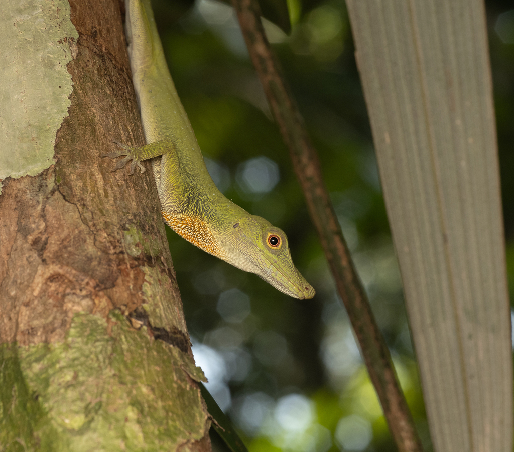 Spotted Anole