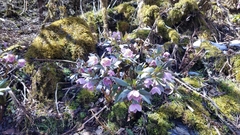 Helleborus thibetanus
