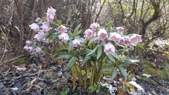 Helleborus thibetanus