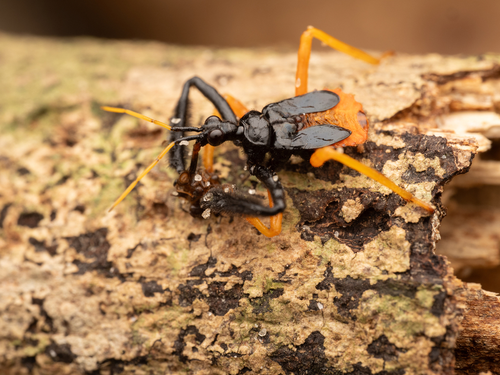 Calliclopius nigripes