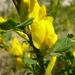 Ruthenian Broom - Photo (c) Serge M. Appolonov, some rights reserved (CC BY-NC), uploaded by Serge M. Appolonov