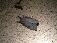 Syssphinx heiligbrodti