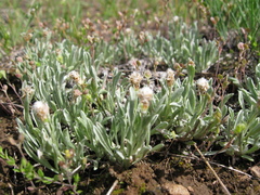 Antennaria dimorpha