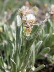 Antennaria dimorpha
