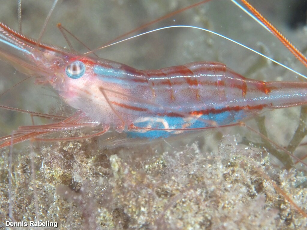 Nectonematoidea