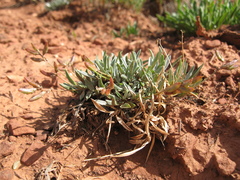 Astragalus spatulatus