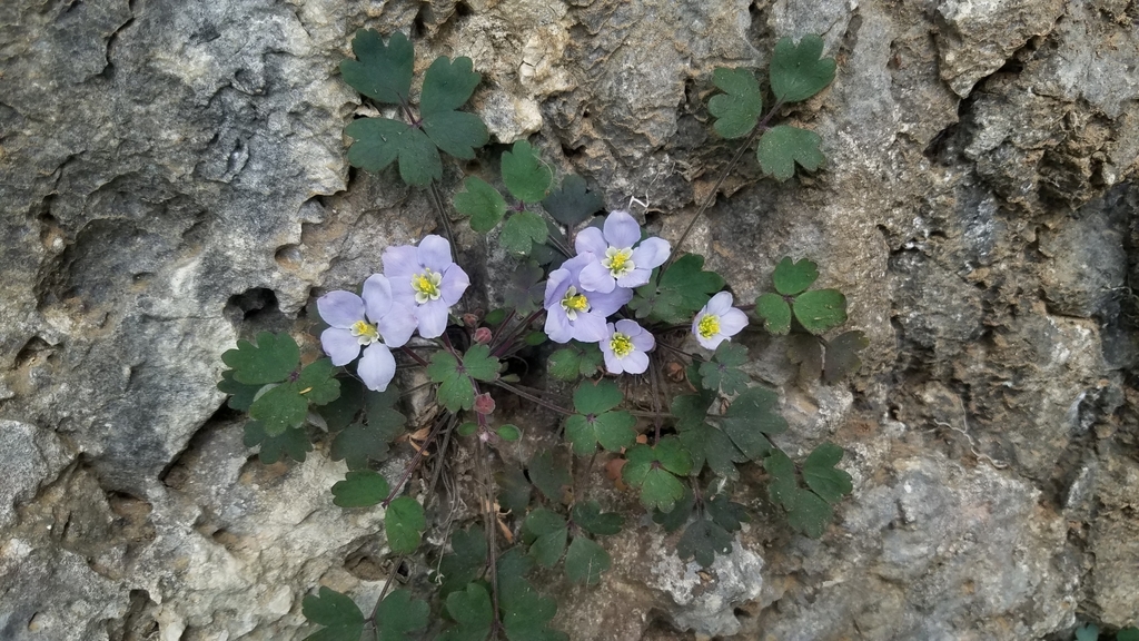Urophysa