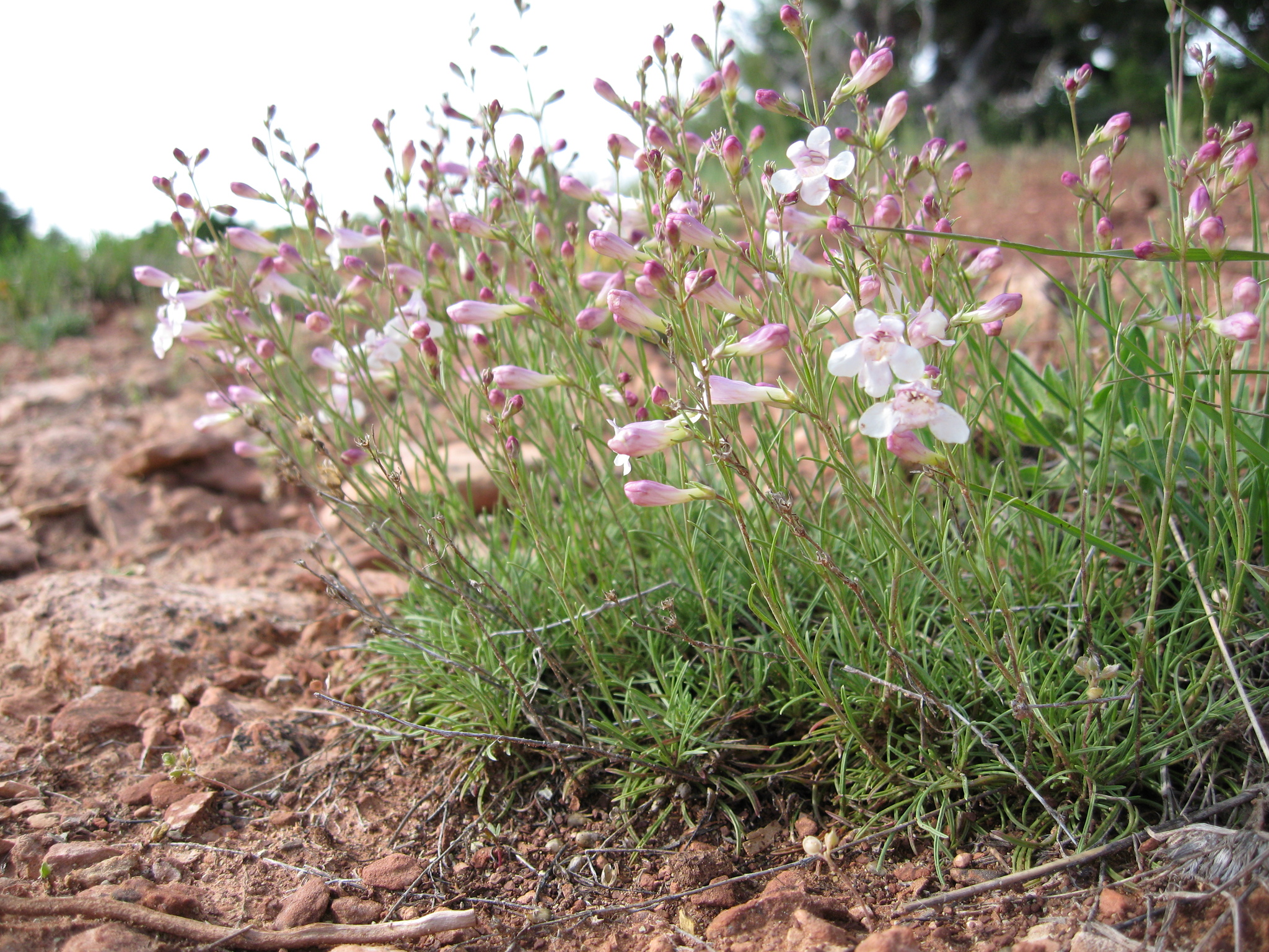 Penstemon laricifolius