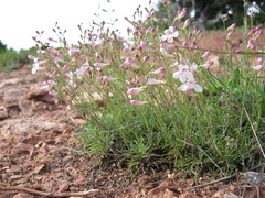 Penstemon laricifolius