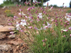 Penstemon laricifolius