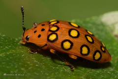 Iphiclus sedecimmaculatus