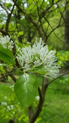 Chionanthus