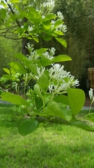 Chionanthus