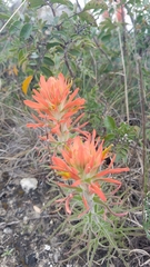 Castilleja lindheimeri