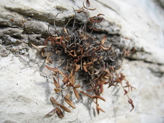 Pellaea glabella occidentalis
