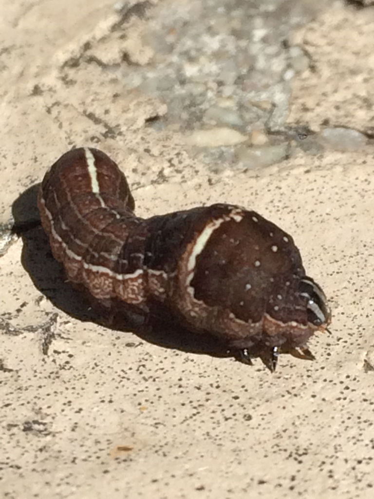 Wedgling Moth