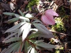 Helleborus thibetanus
