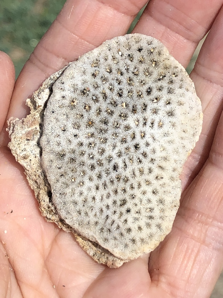 Siderastrea