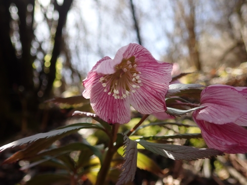 Image of Helleborus thibetanus by (c) zhangshen, some rights reserved (CC BY)
