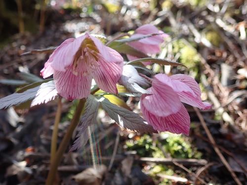 Image of Helleborus thibetanus by (c) zhangshen, some rights reserved (CC BY)