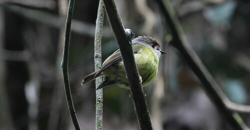 Pale-yellow Robin (Eopsaltria capito), photo 10