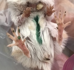 Perognathus longimembris