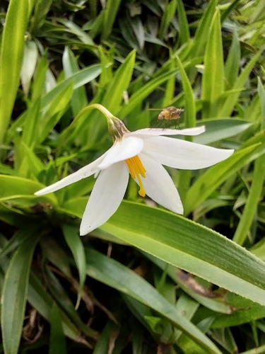 Xerophyta elegans (Balf.) Baker
