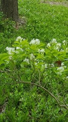Chionanthus
