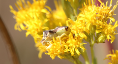 Phymata chilensis chilensis