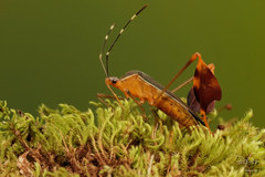 Anisoscelis marginellus