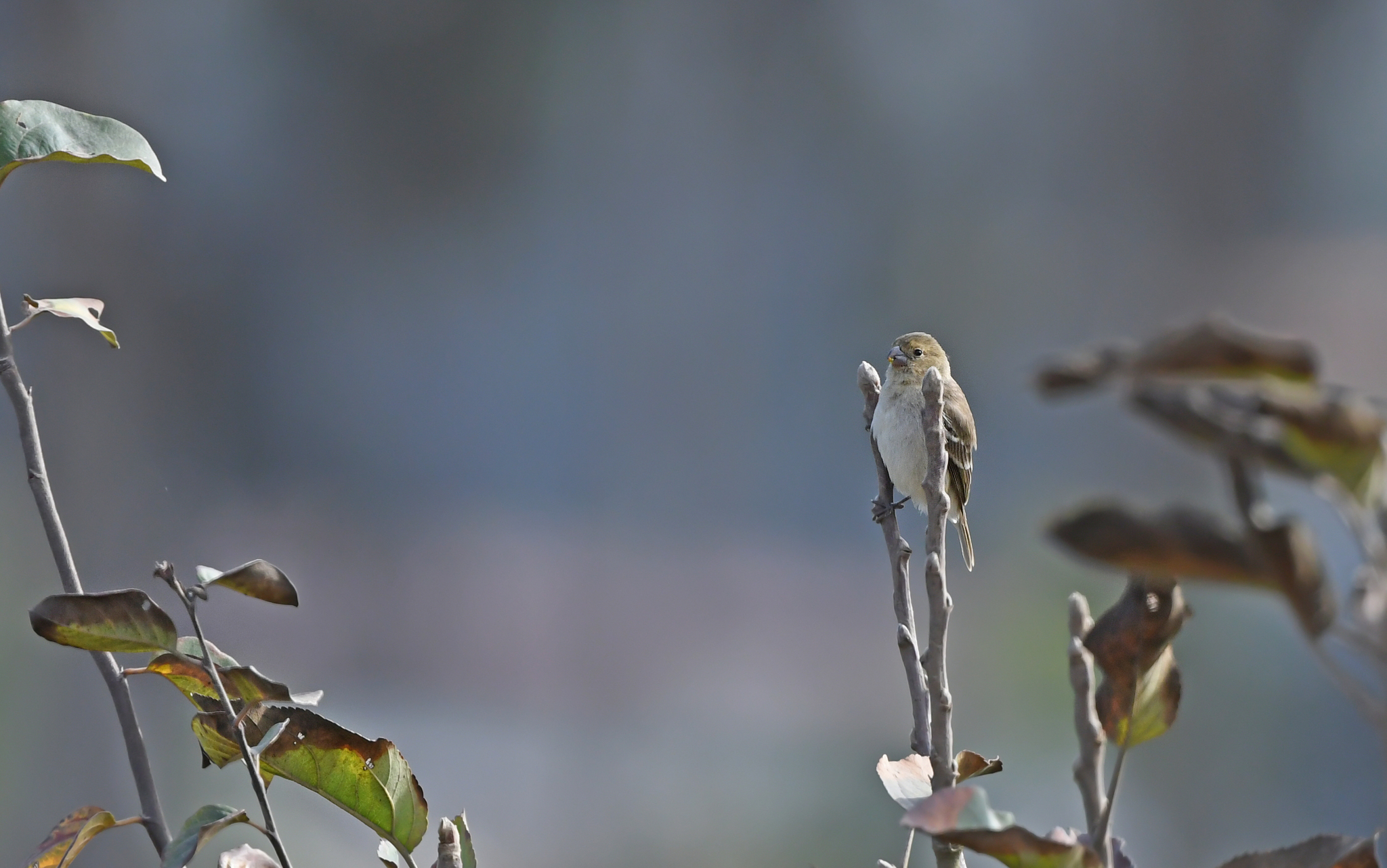 Drab Seedeater (Sporophila simplex), photo 5