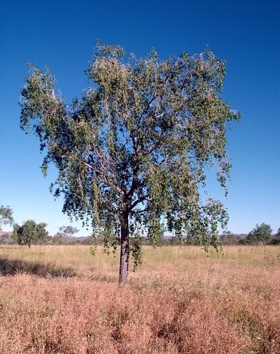 nutwood (Terminalia arostrata)