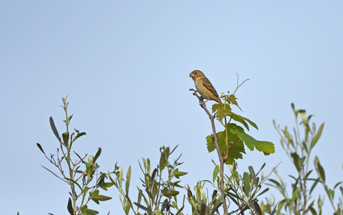 Parrot-billed Seedeater (Sporophila peruviana), photo 10