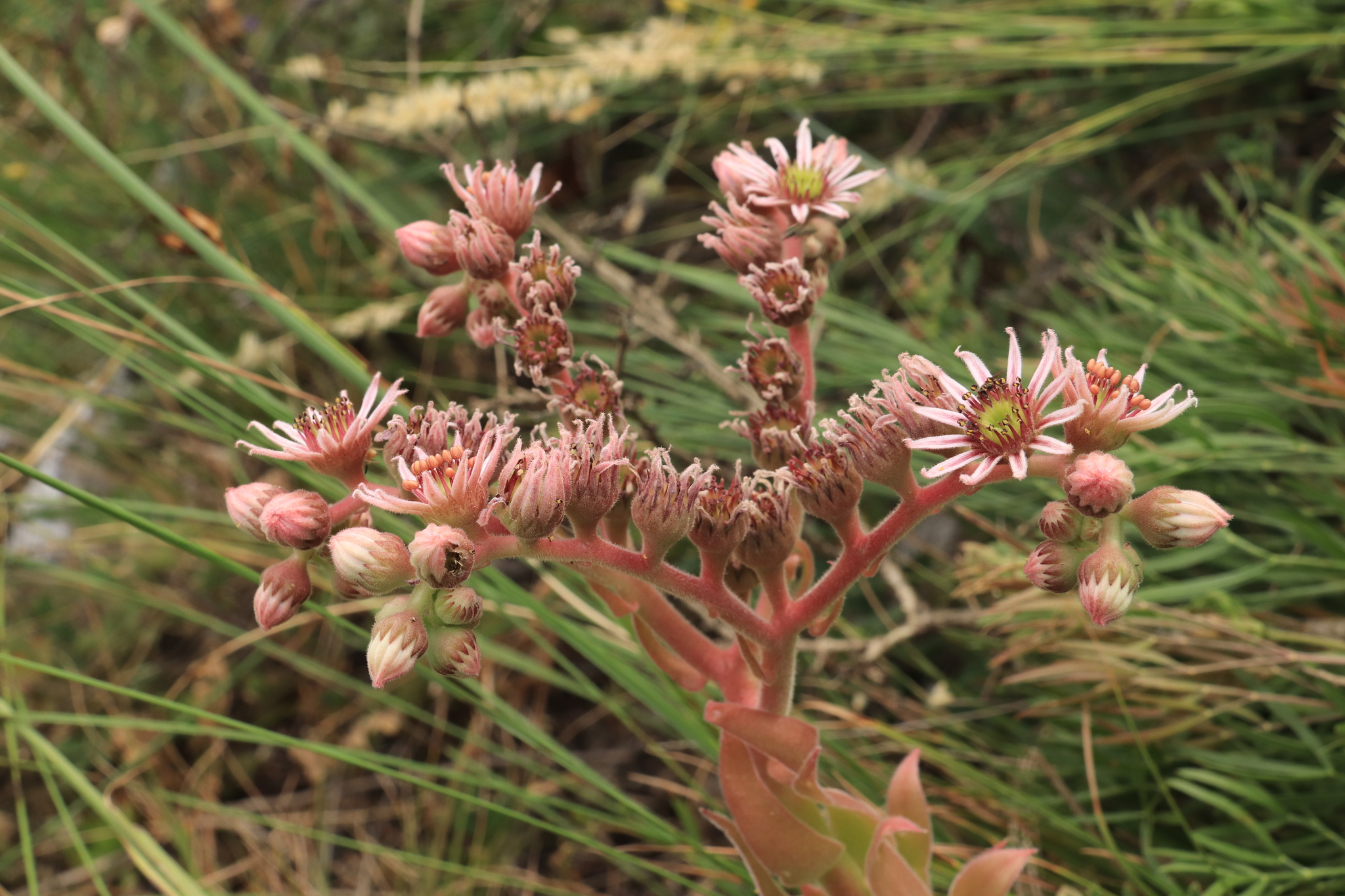 Sempervivum italicum I.Ricci 3