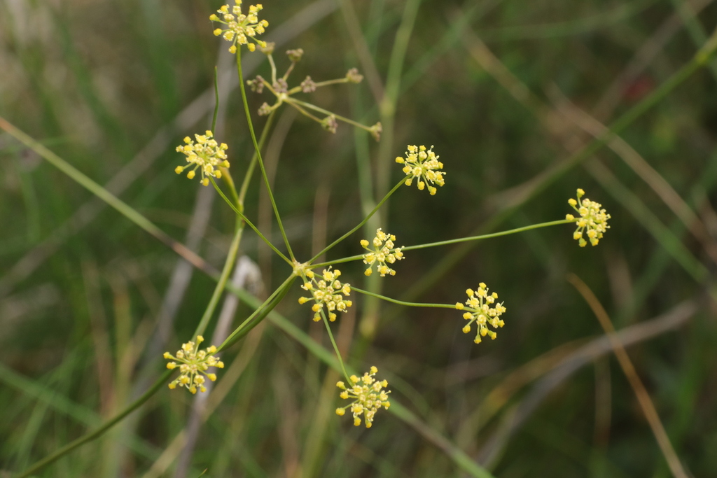 Seseli gracile; photograph (c) Milan Chytrý, some rights reserved (CC BY)