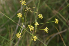 Seseli gracile