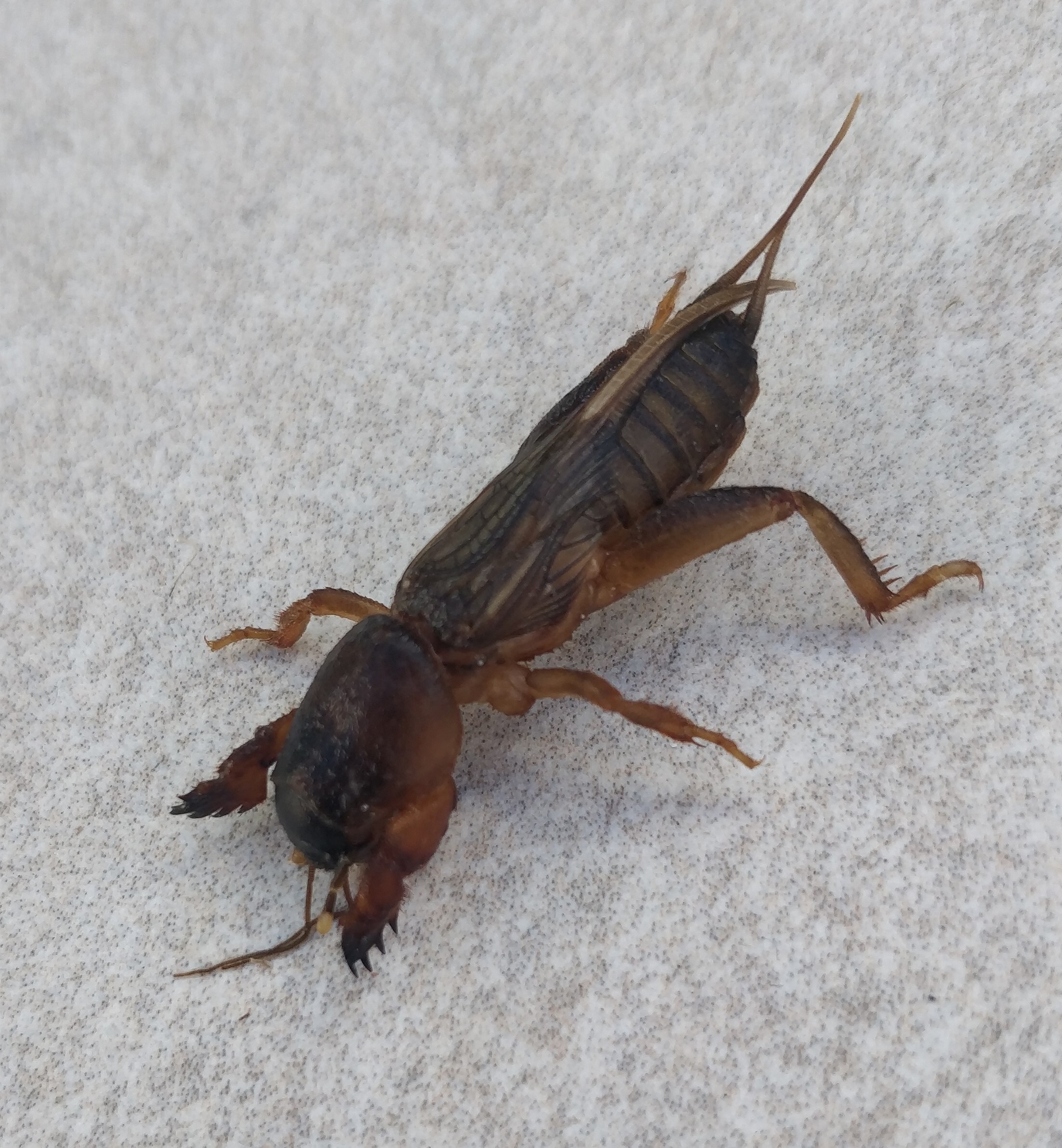Gryllotalpa africana