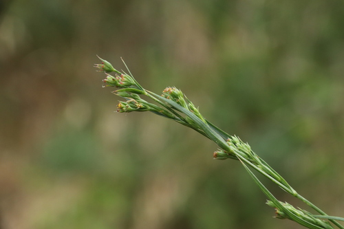 Image of Bupleurum Affine (Bupleurum affine) by (c) Milan Chytrý, some rights reserved (CC BY)